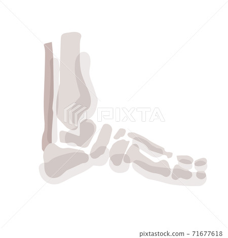Human foot bones; Hand drawn vector illustration like woodblock print 71677618
