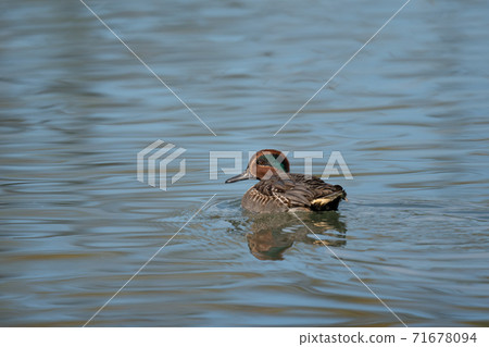 Teal male that came flying in autumn Teal male that came flying in autumn 71678094