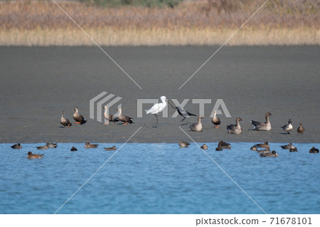 Spot-billed ducks, bean geese and spoonbills in Nakasu in autumn Spot-billed ducks, bean geese and spoonbills in Nakasu in autumn 71678101