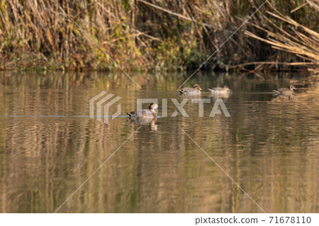 Common pochard female 01 swimming on the surface of the water Common pochard female 01 swimming on the surface of the water 71678110
