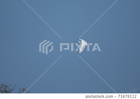 Spoonbill flying in the sky 03 Spoonbill flying in the sky 03 71678112