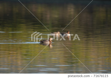 Common pochard female 02 swimming on the surface of the water Common pochard female 02 swimming on the surface of the water 71678115
