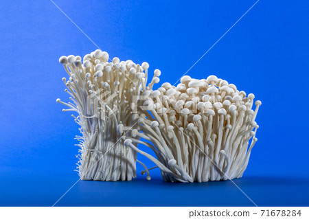 Harvest Edible Enokitake Mushroom on Blue Background 71678284