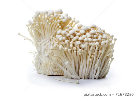 Harvest Edible Enokitake Mushroom on White Background 71678286