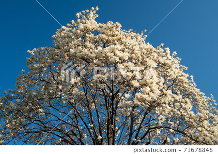 Kobushi花 Kobushi花 71678848