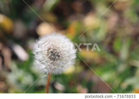 Dandelion seeds 71678853