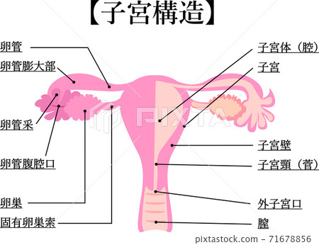 Uterus Female Genitals Illustration With Stock Illustration