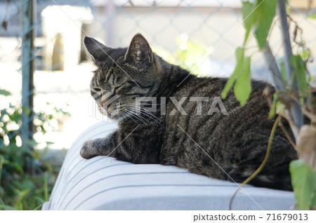 Kijitora cat waiting for rice Kijitora cat waiting for rice 71679013