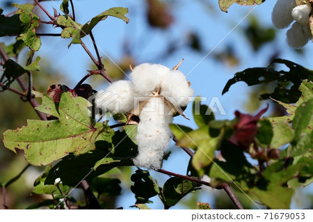Autumn Fruit: Field: Cotton Tree: Mini Cotton: Cotton Seed: Ear: Harvest Autumn Fruit: Field: Cotton Tree: Mini Cotton: Cotton Seed: Ear: Harvest 71679053