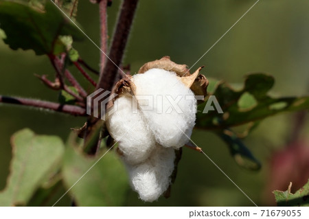 Autumn Fruit: Field: Cotton Tree: Mini Cotton: Cotton Seed: Ear: Harvest 71679055