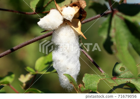 Autumn Fruit: Field: Cotton Tree: Mini Cotton: Cotton Seed: Ear: Harvest 71679056