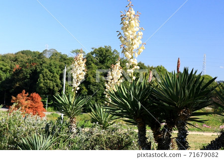 Autumn flowers: Kimigayoran (Yucca) Yamadaike Park 71679082