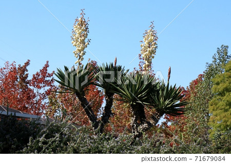 Autumn flowers: Kimigayoran (Yucca) Yamadaike Park 71679084