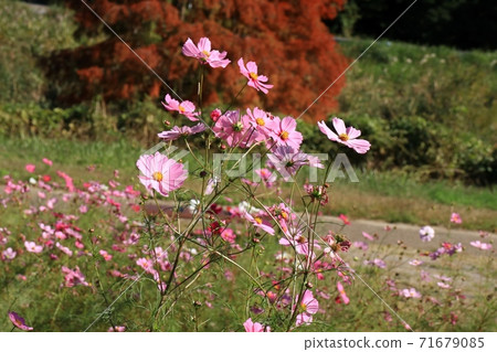 秋天的景色：秋天的樹葉：波斯菊的花朵：山田池公園 71679085
