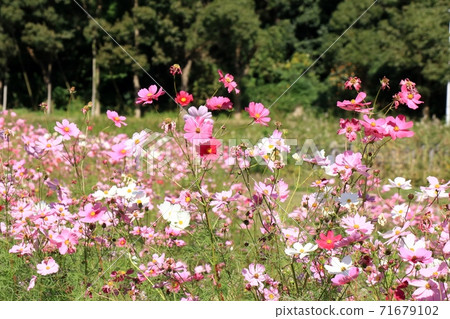 秋天的景色：秋天的樹葉：波斯菊的花朵：山田池公園 71679102