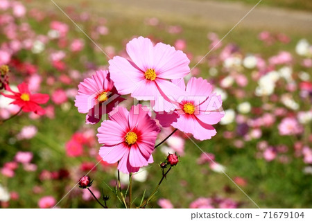 Autumn scenery: Autumn leaves: Cosmos flowers: Yamadaike Park Autumn scenery: Autumn leaves: Cosmos flowers: Yamadaike Park 71679104
