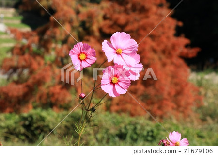 Autumn scenery: Autumn leaves: Cosmos flowers: Yamadaike Park 71679106