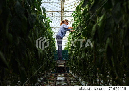 Work in modern greenhouses. A woman works with greenhouse plants while standing on a special platform. The perspective receding into the distance. Work in modern greenhouses. A woman works with greenhouse plants while standing on a special platform. The perspective receding into the distance. 71679436