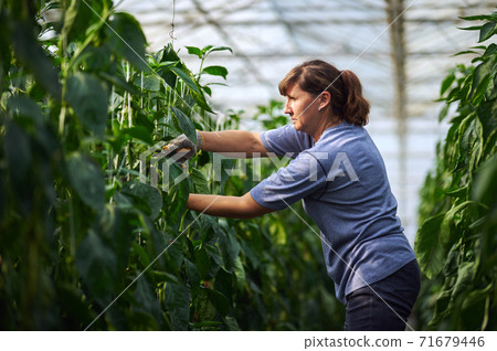 Work in modern greenhouses. A woman in blue clothes and protective gloves works in the greenhouse while standing between the beds. Work in modern greenhouses. A woman in blue clothes and protective gloves works in the greenhouse while standing between the beds. 71679446