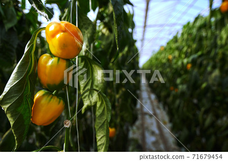 Modern greenhouses. In the foreground are the fruits of sweet pepper, in the background the garden beds receding into the distance. Modern greenhouses. In the foreground are the fruits of sweet pepper, in the background the garden beds receding into the distance. 71679454