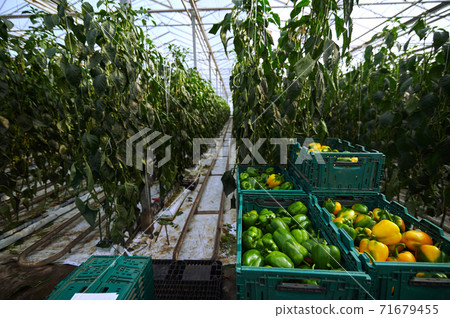 Modern greenhouses. Green beds that are promising into the distance. In the foreground are boxes of bell peppers. Modern greenhouses. Green beds that are promising into the distance. In the foreground are boxes of bell peppers. 71679455