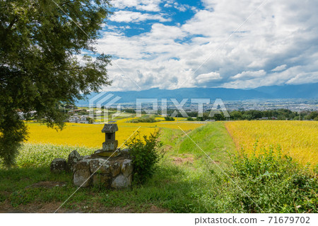 小神社和稻田[秋天] 71679702