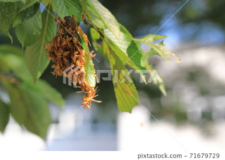 Scenery where you can see leaves and bees 71679729
