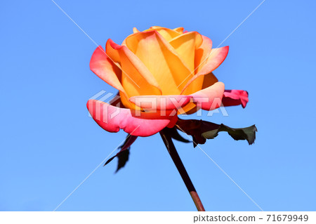 rose rose 71679949