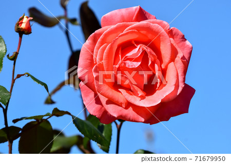 rose rose 71679950