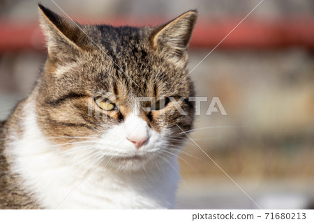 A cat spending time in the park 71680213