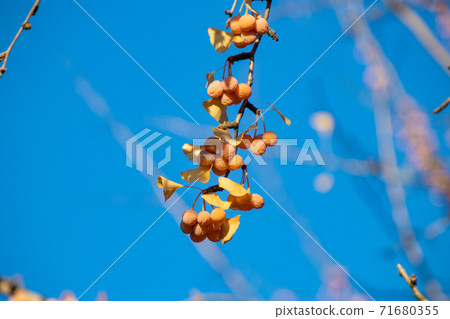 Ginkgo that grows in autumn Ginkgo that grows in autumn 71680355