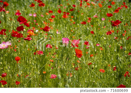 Poppy flower field 71680699