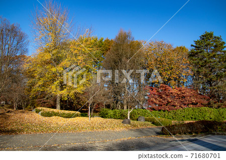 Autumn park beautifully colored autumn leaves 71680701