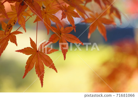 Frame of autumn leaves Frame of autumn leaves 71681066