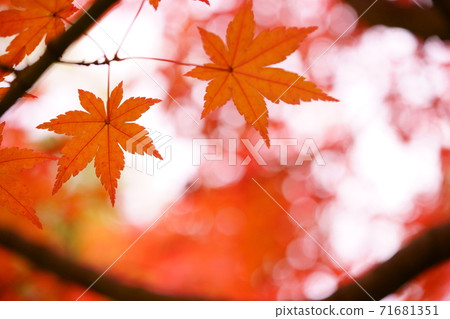 Late autumn forest Late autumn forest 71681351