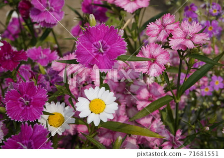 Spring Flower Field Spring Flower Field 71681551