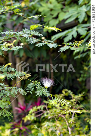 溫室Calliandra surinamensis盛開 溫室Calliandra surinamensis盛開 71681984