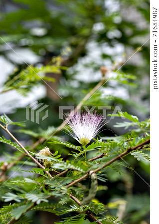 溫室Calliandra surinamensis盛開 溫室Calliandra surinamensis盛開 71681987