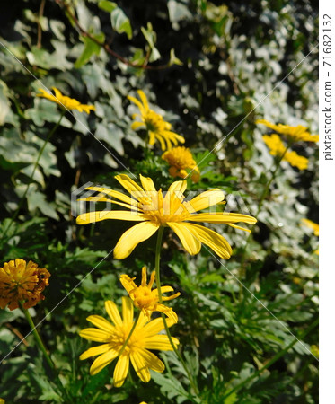Julius Daisy Julius Daisy 71682132