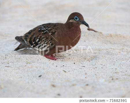 Galapagos dove 71682391