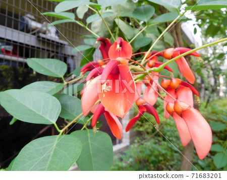 Red flower American deigo Red flower American deigo 71683201