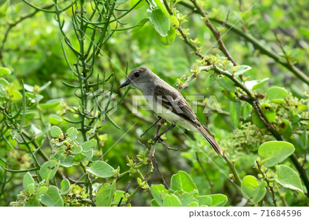 Galapagos Flycatcher 71684596