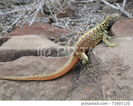 European Lizard 71685120