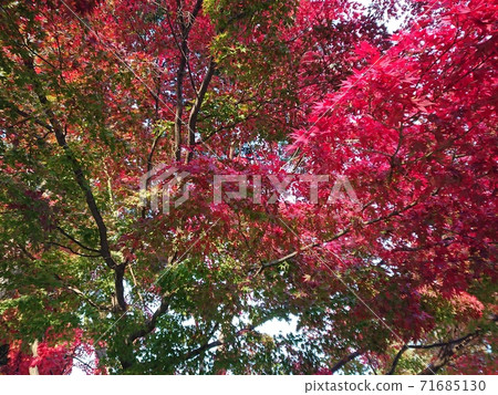 Autumn leaves maple maple gradation 71685130