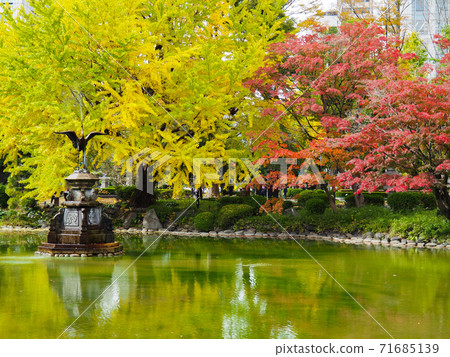 Yellow leaves in Hibiya Park 71685139