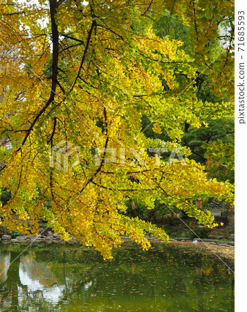 黃葉在日比谷公園 71685593