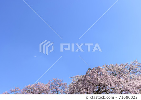櫻花仙台永岡公園 櫻花仙台永岡公園 71686022