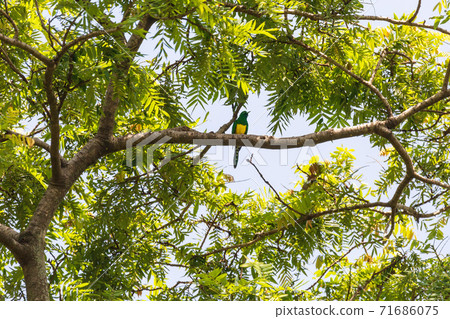 bird African Emerald Cuckoo, Ethiopia wildlife 71686075