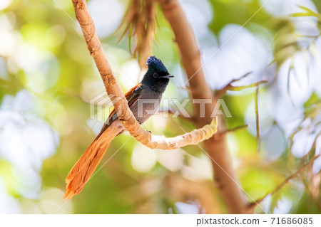 beautiful colored small bird African Paradise Flycatcher 71686085