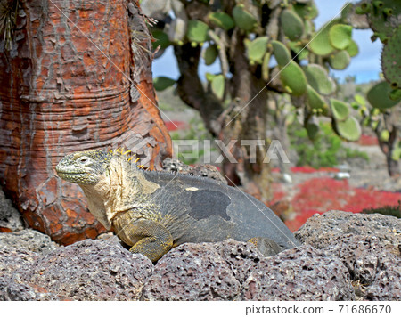 Galapagos Liquiguana 71686670
